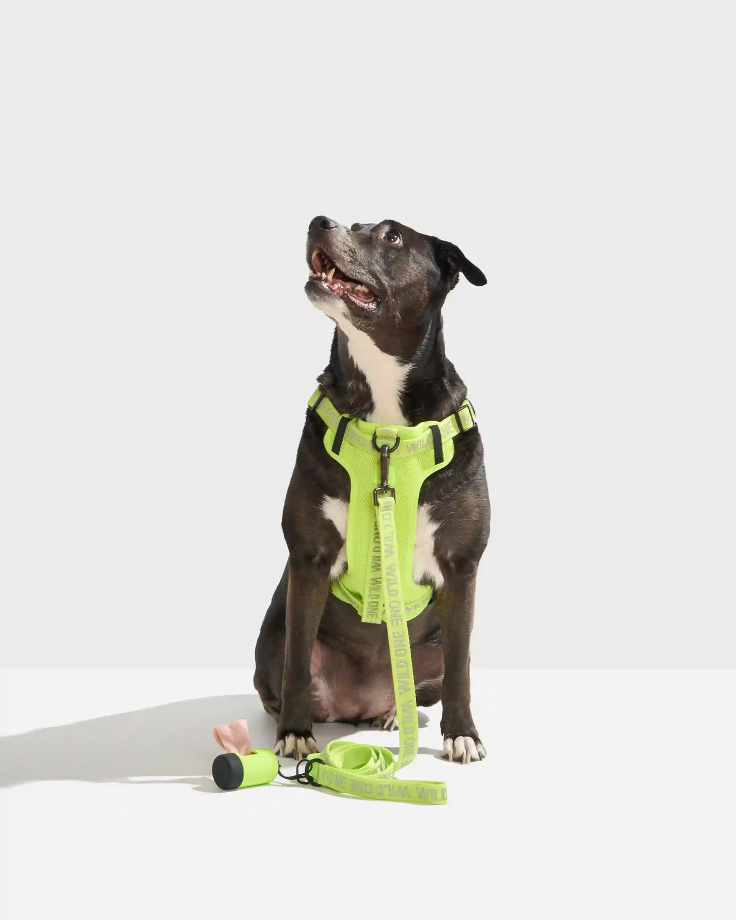 Lightweight Dog Leash