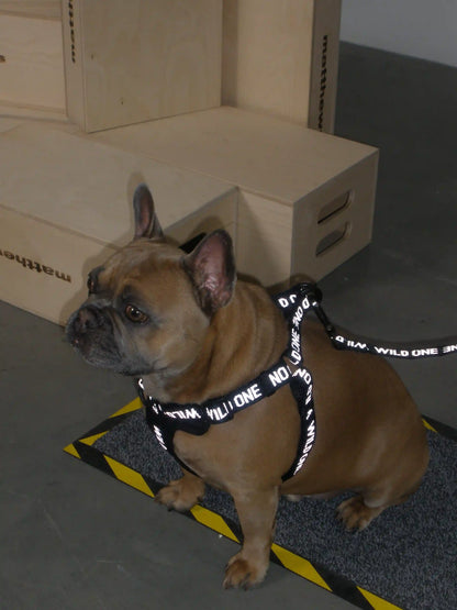 Step-In Dog Harness