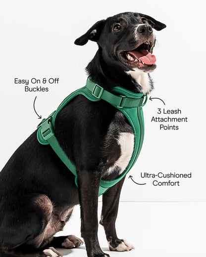Cushioned Dog Harness
