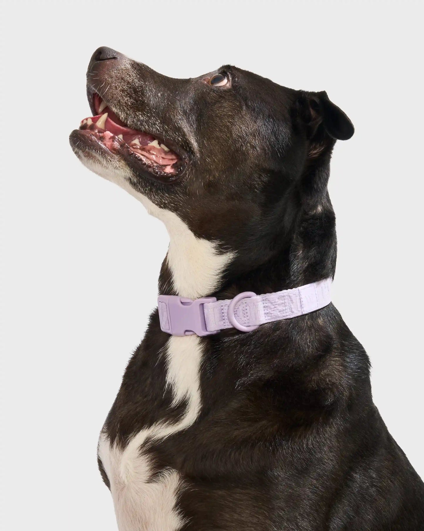 Quick-Release Dog Collar
