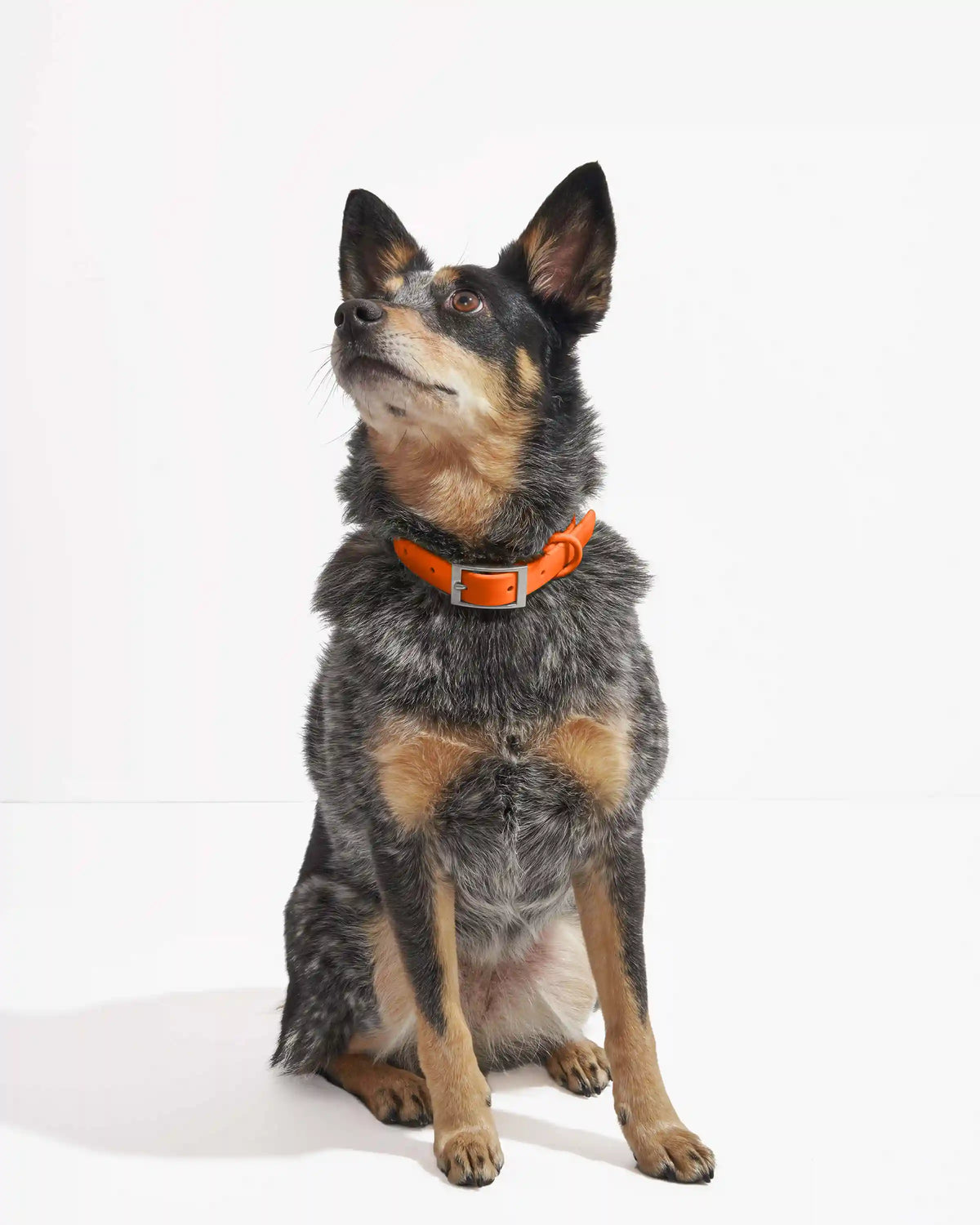 Waterproof Dog Collar