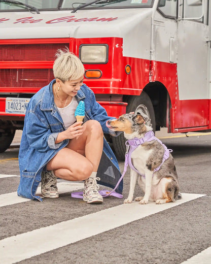 Cushioned Dog Harness