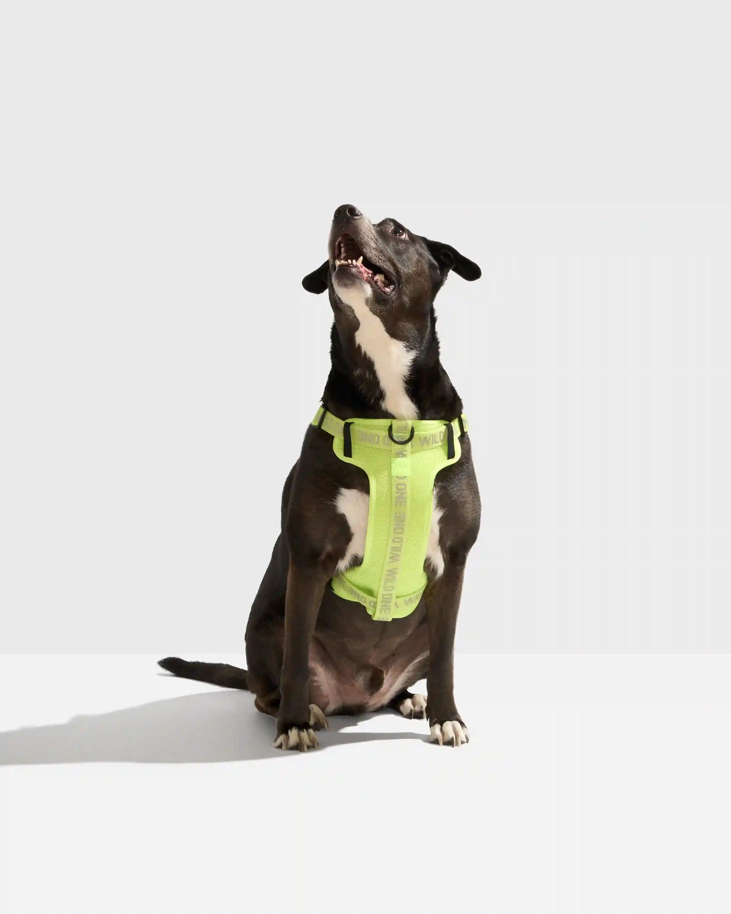 Step-In Dog Harness