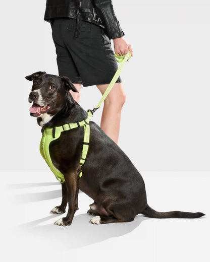 Lightweight Dog Leash