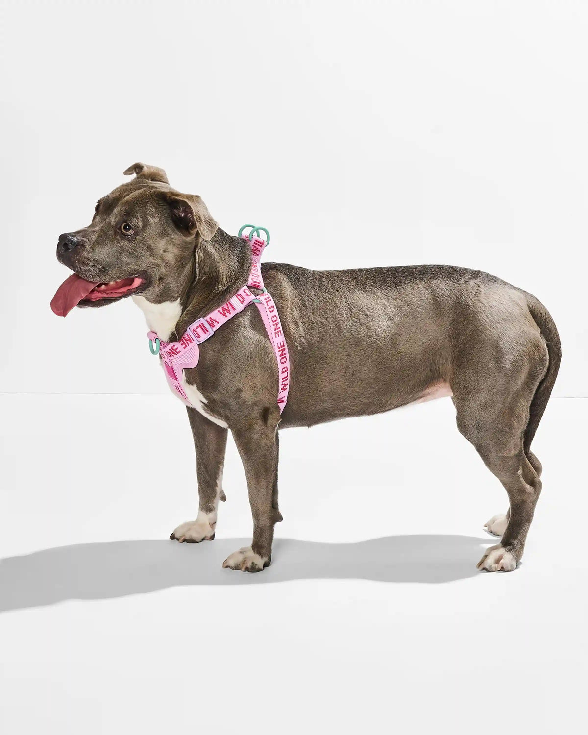 Step-In Dog Harness