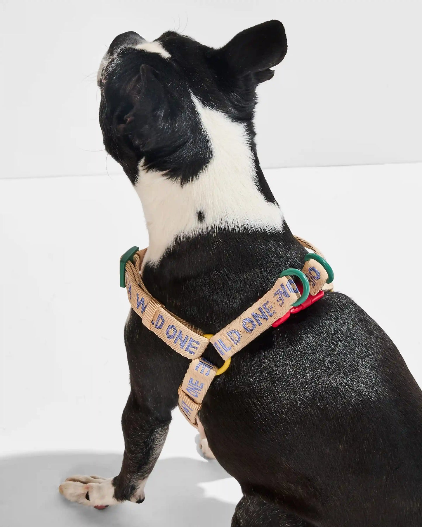 Step-In Harness + Waterproof Leash Walk Kit