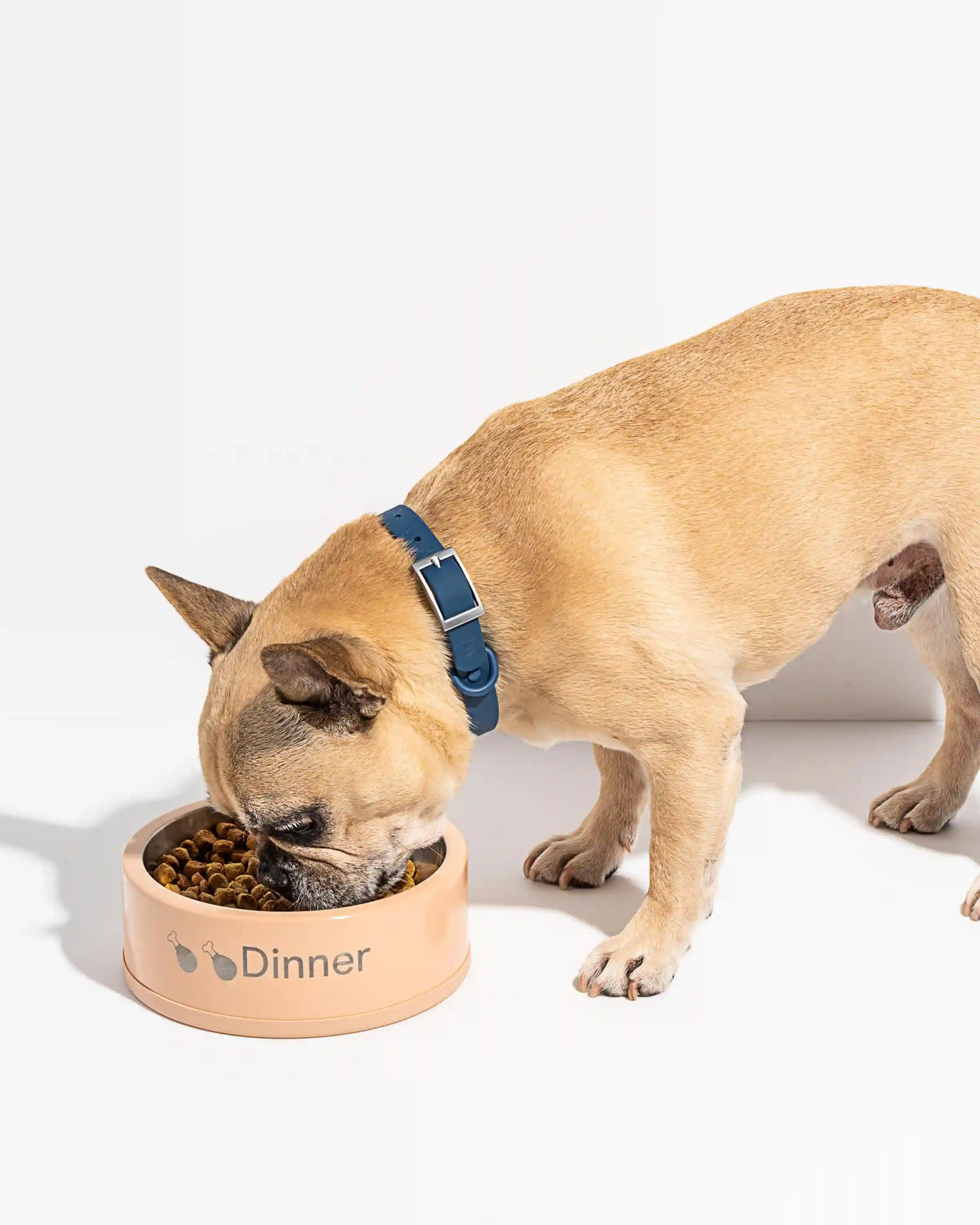 Dog Bowl