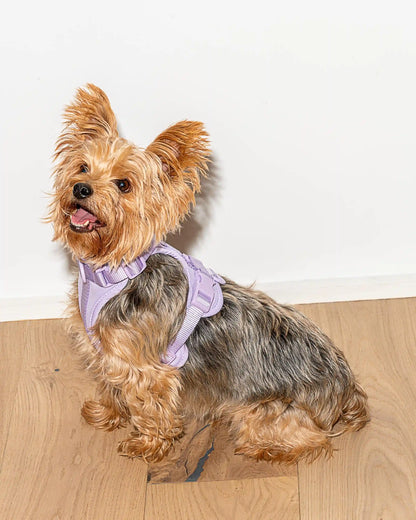 Cushioned Dog Harness