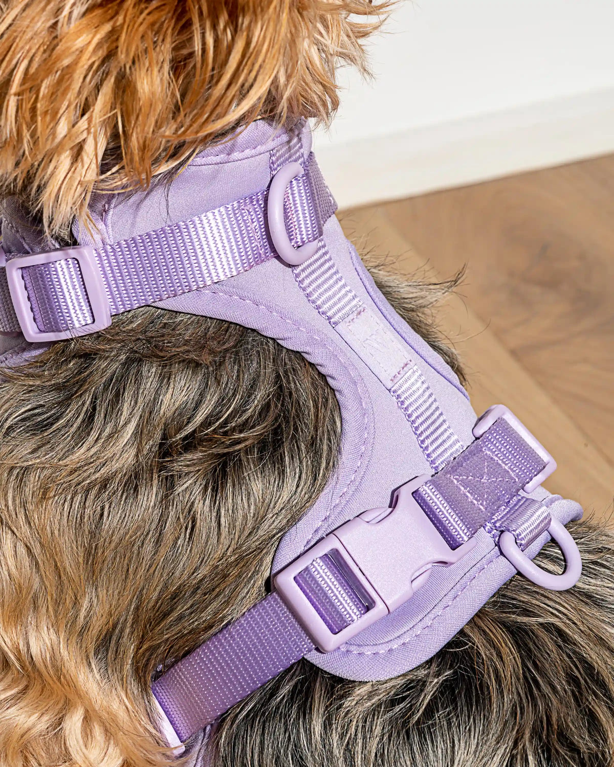 Cushioned Dog Harness
