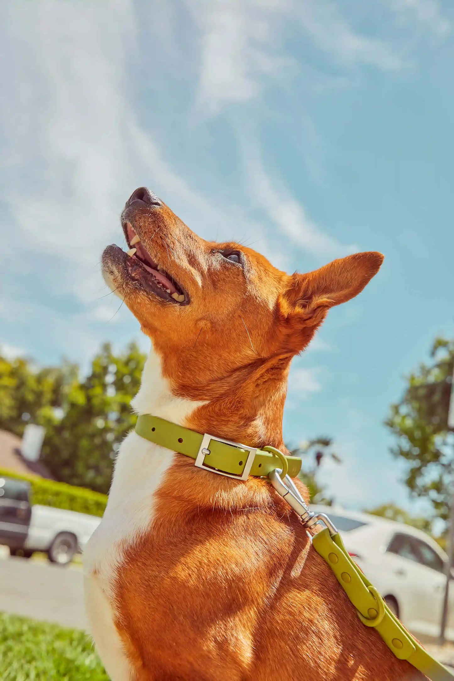 Waterproof Dog Collar